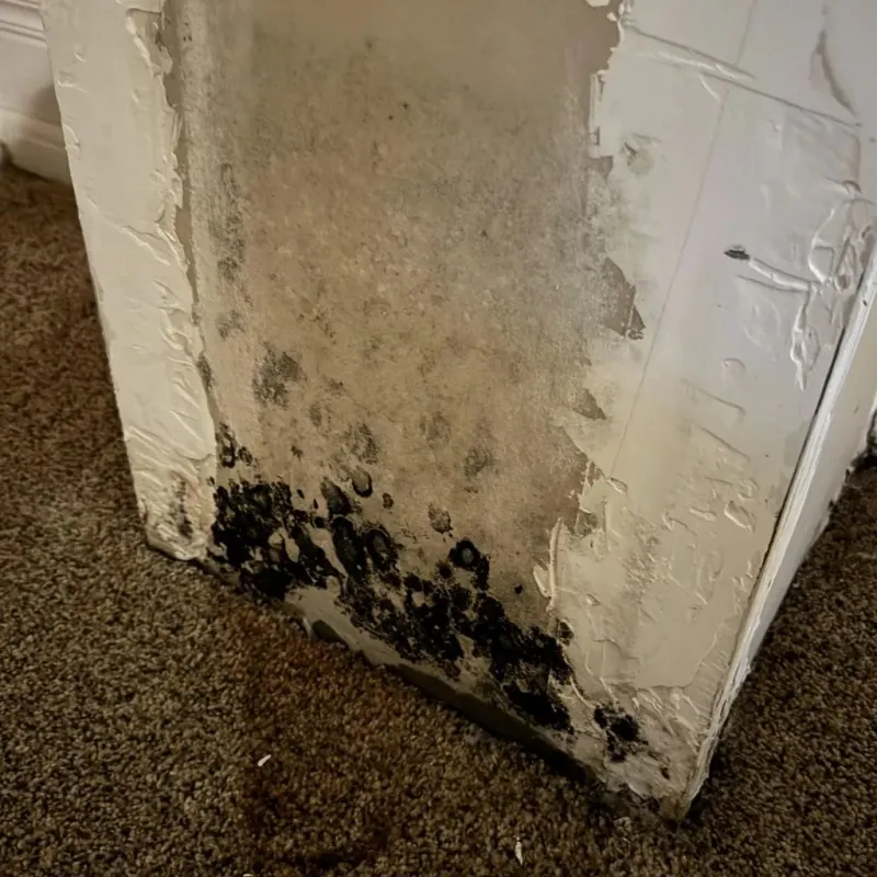 Professional Mold Removal in Woodburn, VA